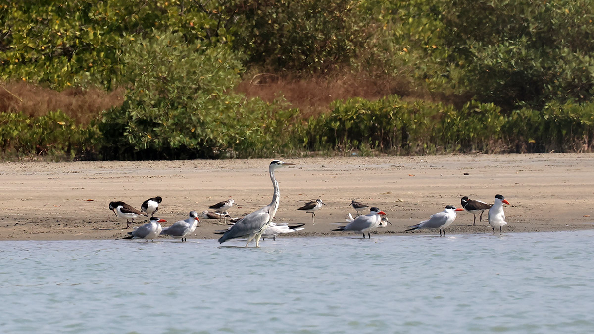 n Grey Heron, Caspian Tern, Greenshank en Eurasian Oystercatcher.